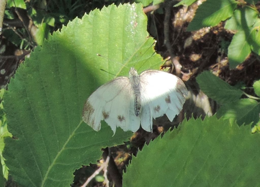 Farfalla malridotta -  Pieris napi